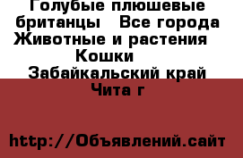 Голубые плюшевые британцы - Все города Животные и растения » Кошки   . Забайкальский край,Чита г.